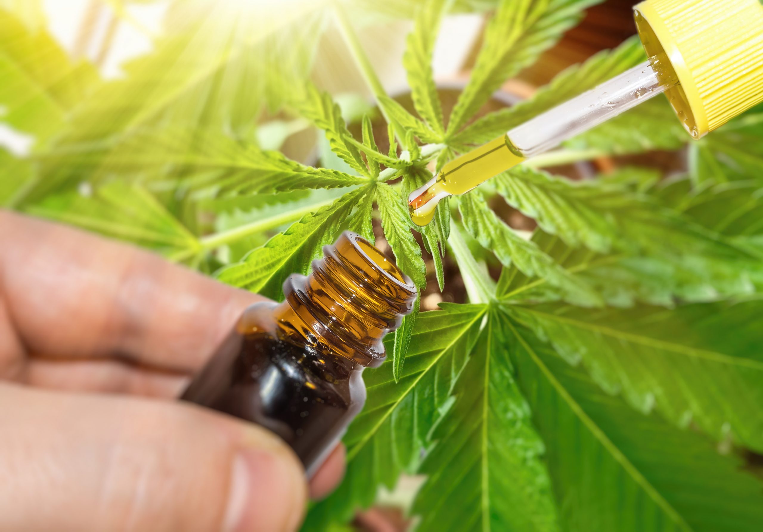 Bought CBD Oil? Now get to know how to take it for better results