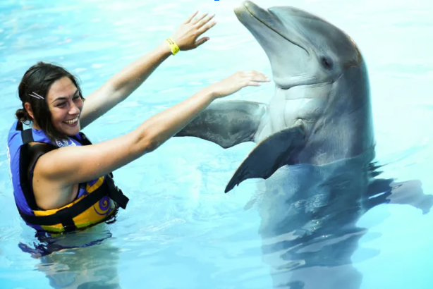 5 Reasons Why Swimming with Dolphins in Punta Cana is an Unforgettable Experience