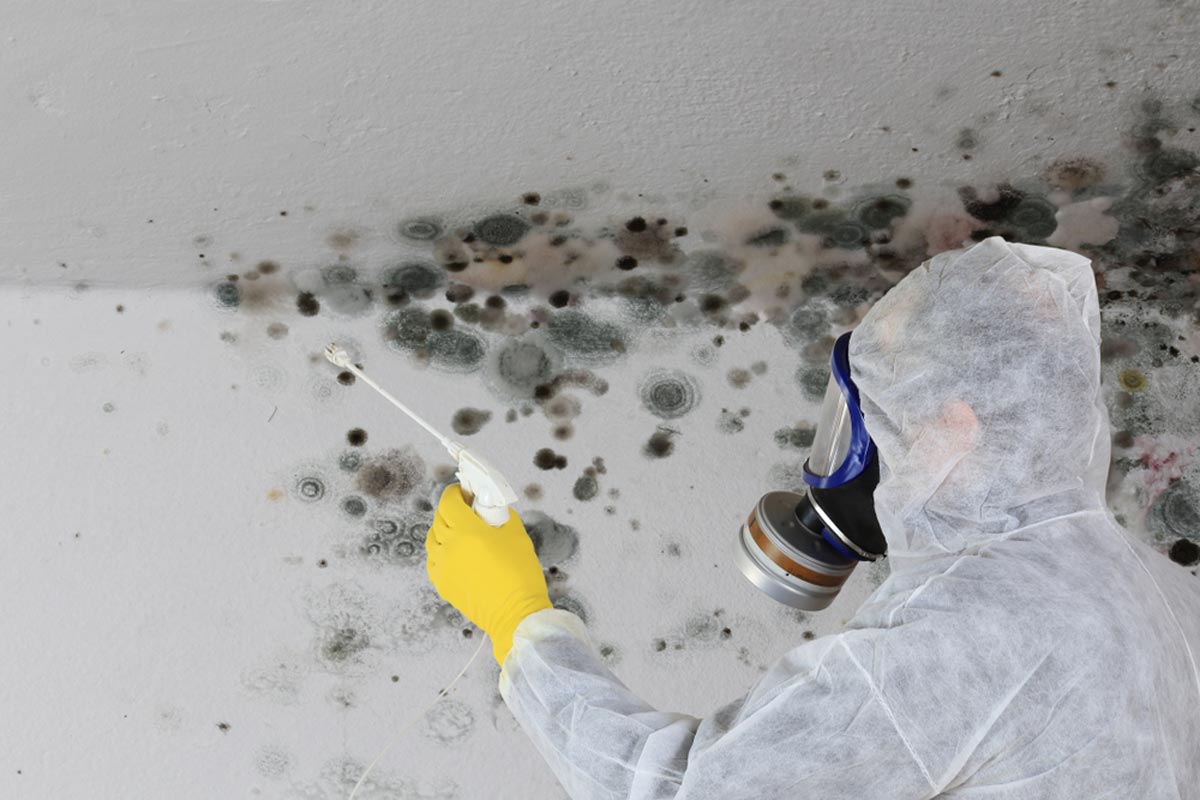Dangers of mold and why you need asap mold removal