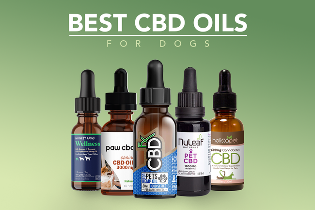 Things You Must Know About CBD Oil For Dogs