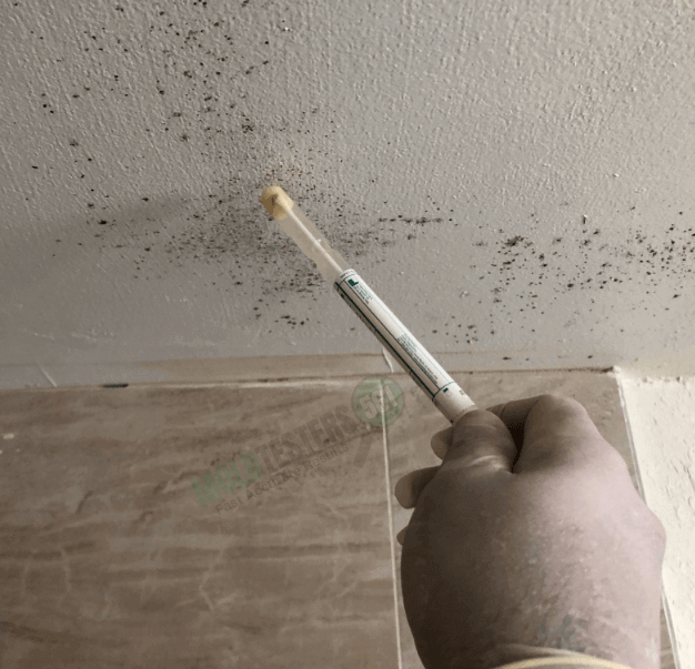 Useful Tips From Experts In Basement Mold Removal