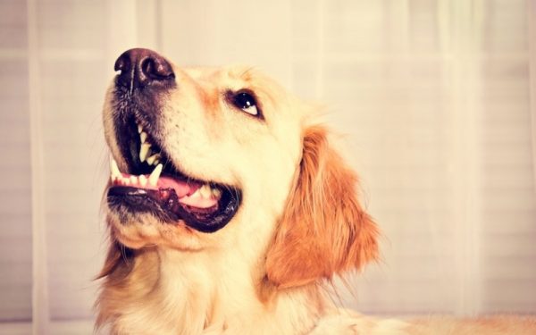 A Beginners Guide To Keeping Your Dog’s Teeth Healthy