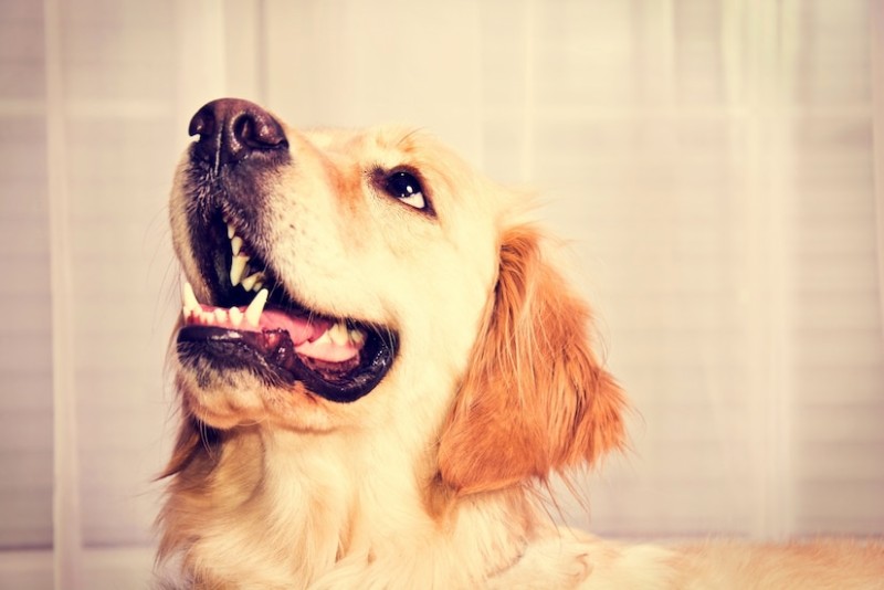 A Beginners Guide To Keeping Your Dog’s Teeth Healthy