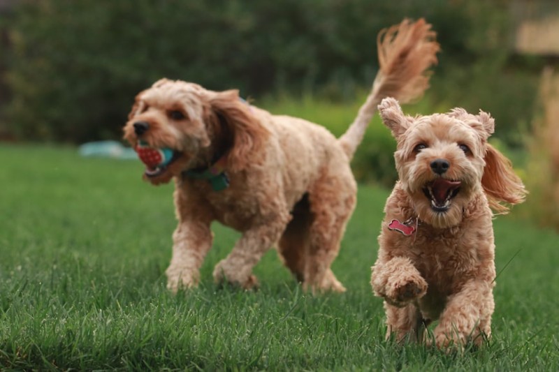 Understanding the Characteristics of Mini Goldendoodle Puppies
